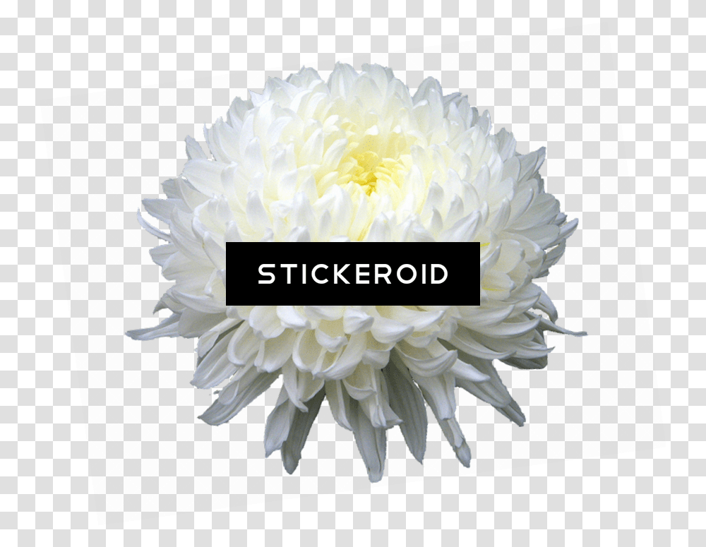 Chrysanthemum Flower New York Drama Critics Circle, Plant, Dahlia, Blossom, Petal Transparent Png