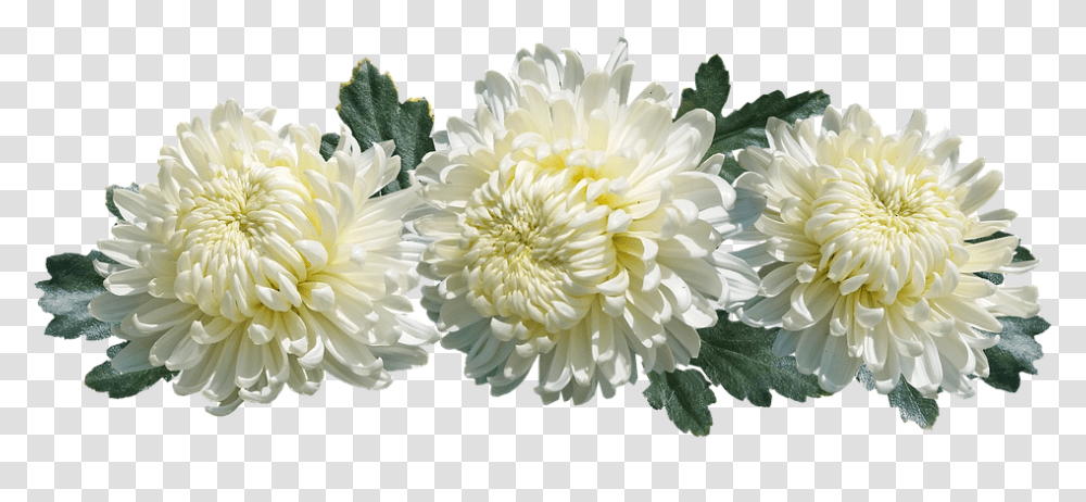 Chrysanthemum Flowers Arrangement Decoration Chrysanthme, Dahlia, Plant, Blossom, Petal Transparent Png