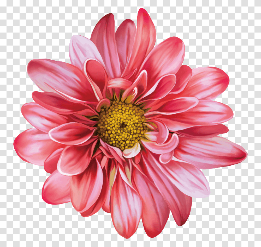 Chrysanthemum Flowers Clipart, Dahlia, Plant, Blossom, Daisy Transparent Png