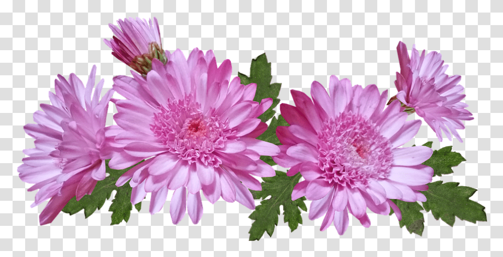 Chrysanthemum Flowers Pink Nature Garden Plant Hrizantemi, Dahlia, Blossom, Daisy, Daisies Transparent Png
