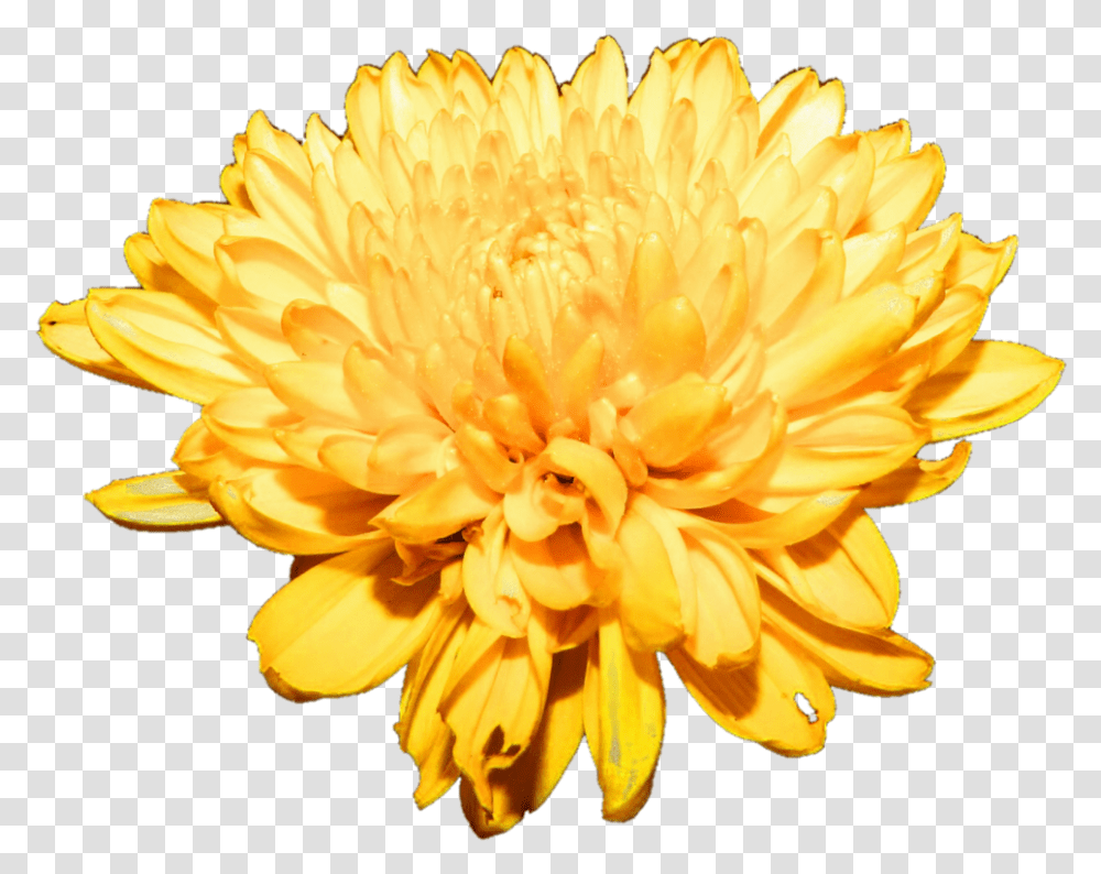 Chrysanthemum Free Download Chrysanthemum Flowers Art Free, Plant, Dahlia, Blossom, Petal Transparent Png