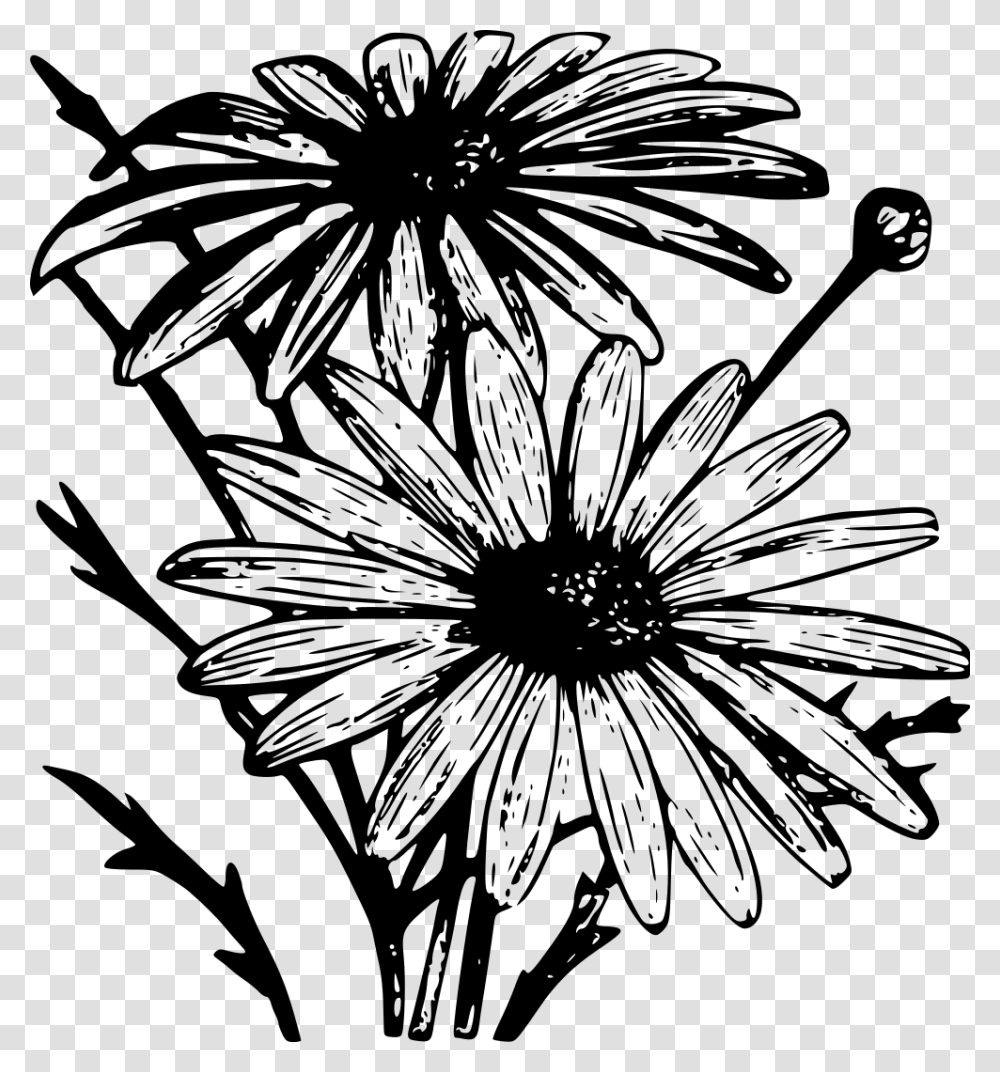 Chrysanthemum Frutescens, Gray, World Of Warcraft Transparent Png