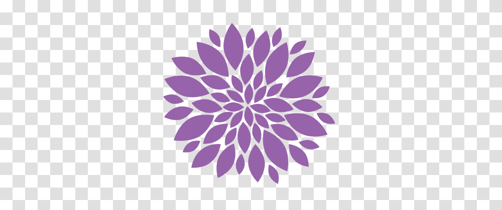 Chrysanthemum Hd, Dahlia, Flower, Plant, Blossom Transparent Png