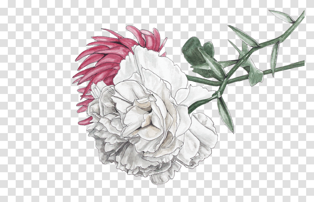 Chrysanthemum Illustration & Free Artificial Flower, Plant, Blossom, Carnation, Rose Transparent Png