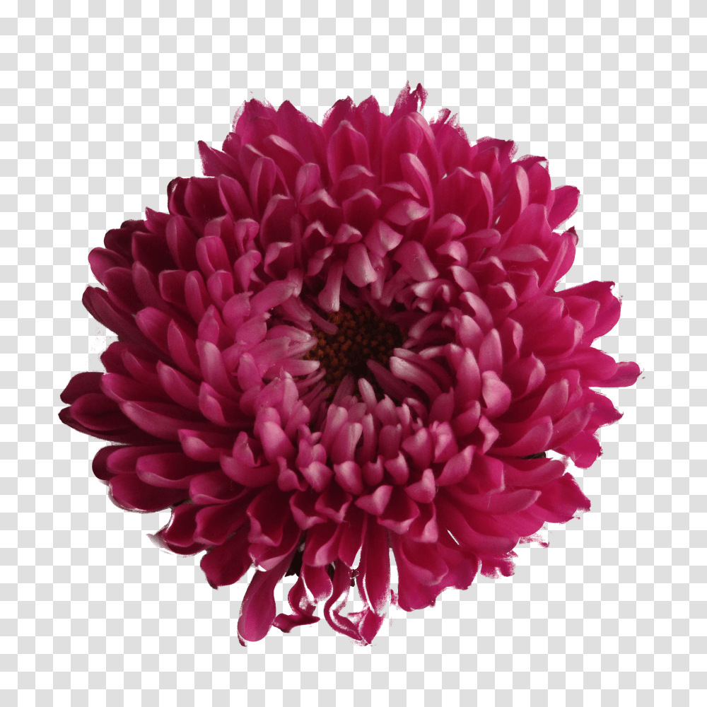 Chrysanthemum Images Free Download, Dahlia, Flower, Plant, Blossom Transparent Png