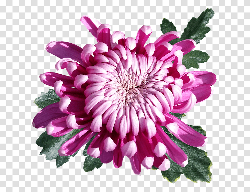 Chrysanthemum Pink Flower Free Photo On Pixabay Chrysanthemum Flower, Dahlia, Plant, Blossom, Daisy Transparent Png