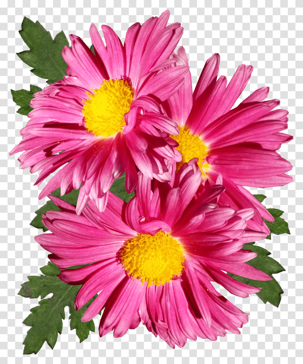 Chrysanthemum Pink Flower Garden Chrysantheme Transparent Png