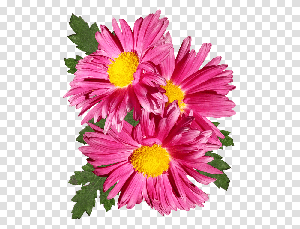 Chrysanthemum Pink Flower Garden Plant Barberton Daisy, Blossom, Daisies, Pollen, Anther Transparent Png