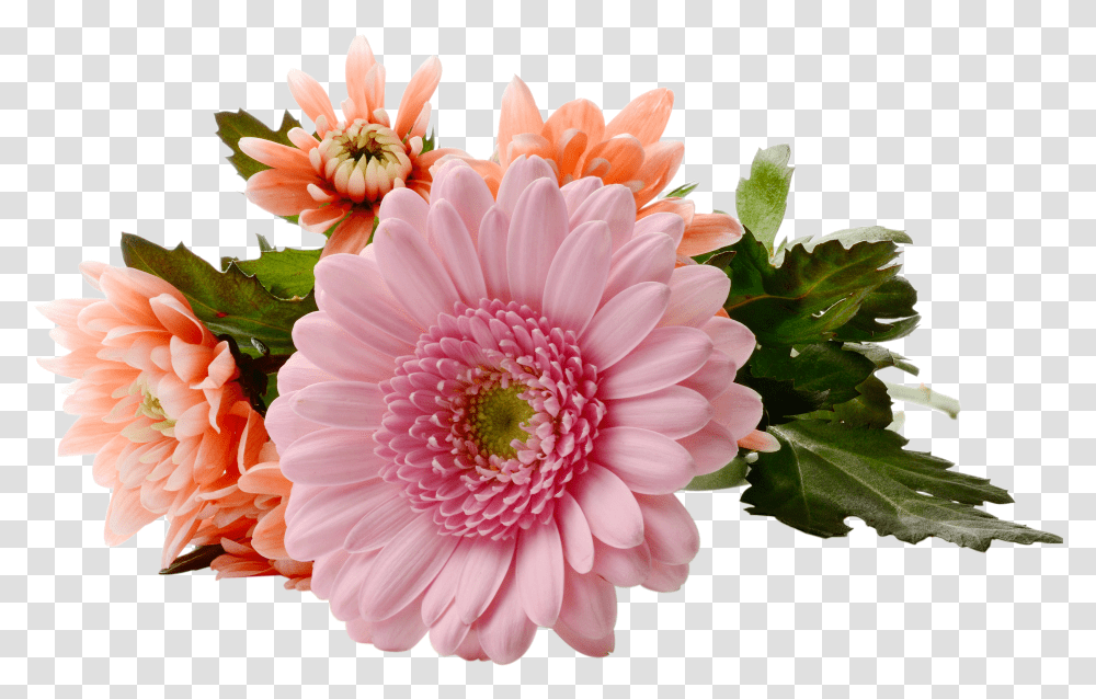 Chrysanthemum Transparent Png