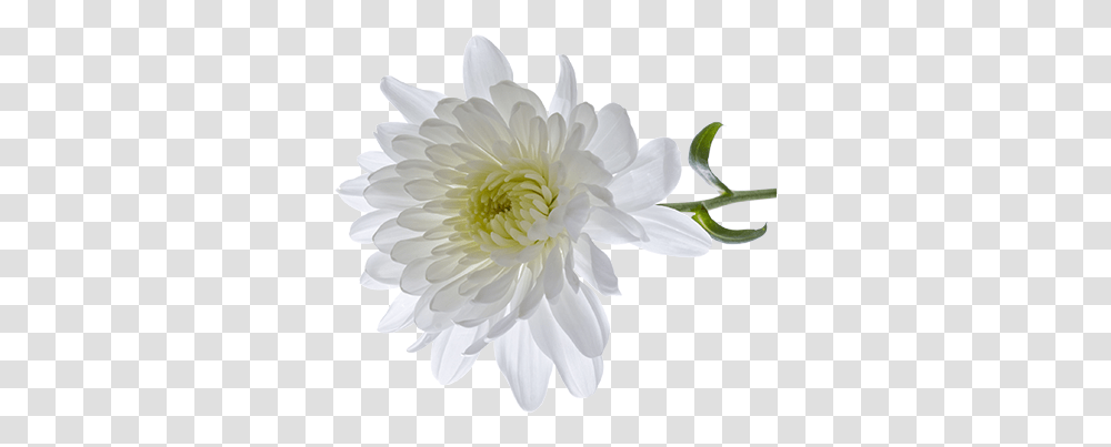 Chrysanthemum White Chrysanthemum Flower, Dahlia, Plant, Blossom, Petal Transparent Png