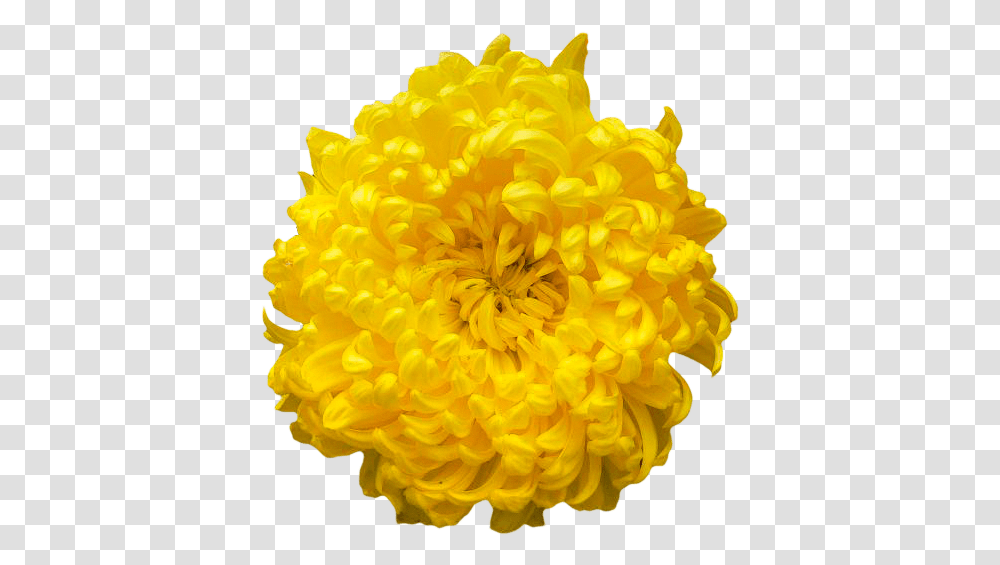 Chrysanthemum Yellow Orange, Plant, Flower, Blossom, Dahlia Transparent Png