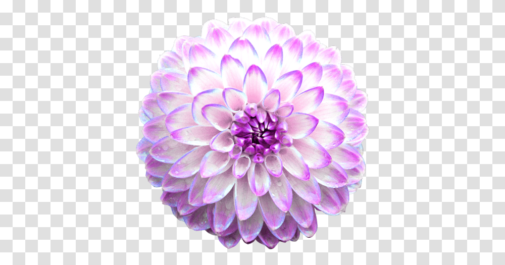 Chrysanthemums Animated Flowers Gif 481x480 Pink Chrysanthemum Gif, Dahlia, Plant, Blossom Transparent Png
