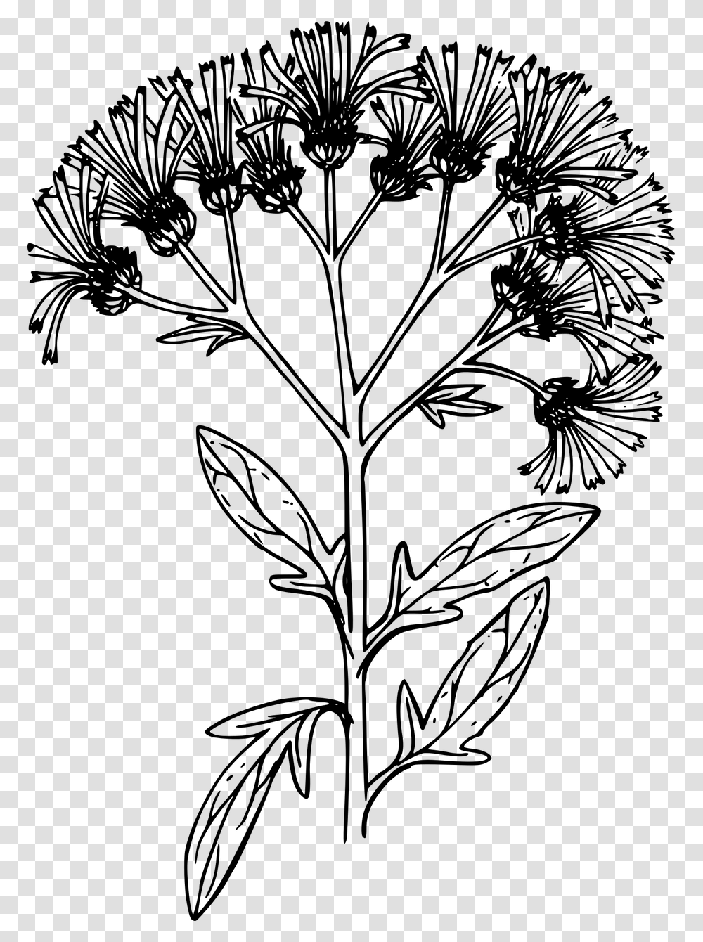 Chrysanths, Gray, World Of Warcraft Transparent Png