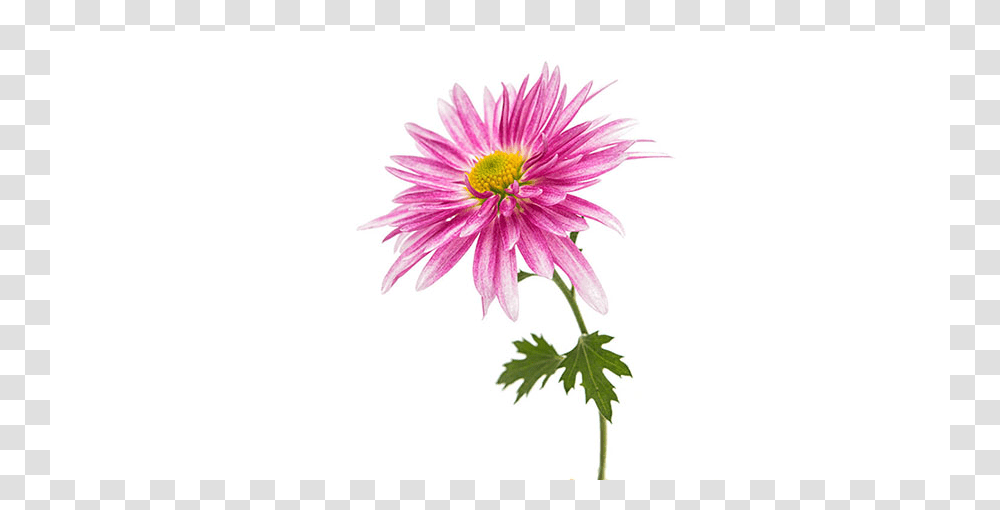 Chrysanths, Plant, Daisy, Flower, Daisies Transparent Png