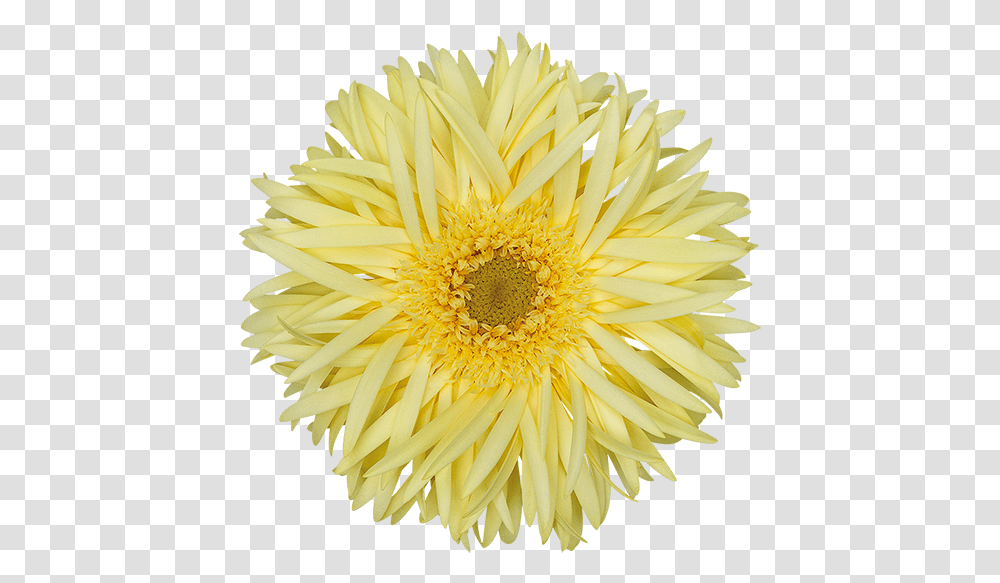 Chrysanths, Plant, Flower, Blossom, Daisy Transparent Png