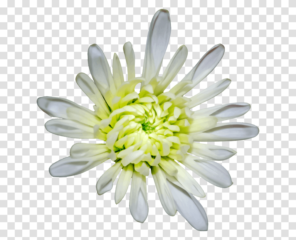 Chrysanthsplantflower Heath Aster, Blossom, Daisy, Daisies, Dahlia Transparent Png