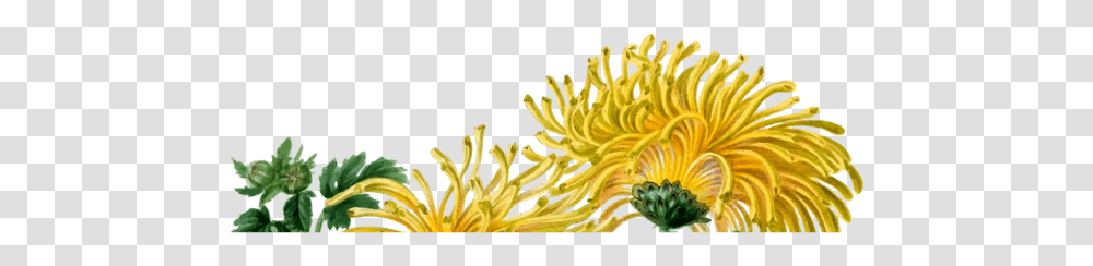 Chrysanthsplantflower, Pollen, Anther, Blossom, Sea Anemone Transparent Png