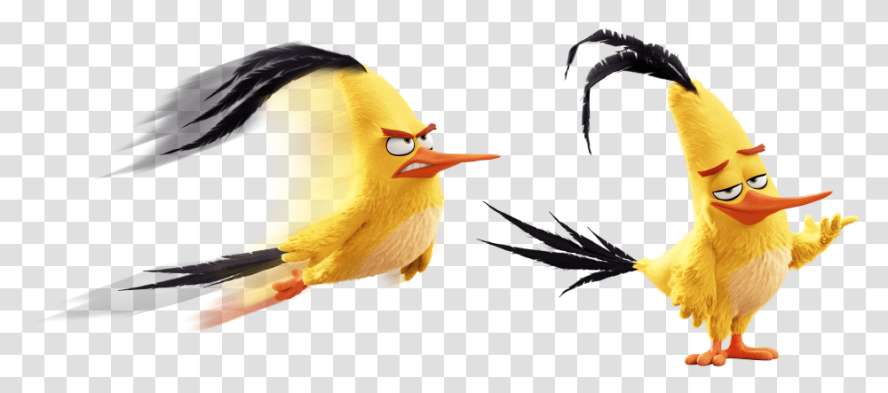Chuck Angry Birds Wiki Fandom Angry Birds 3d Transparent Png