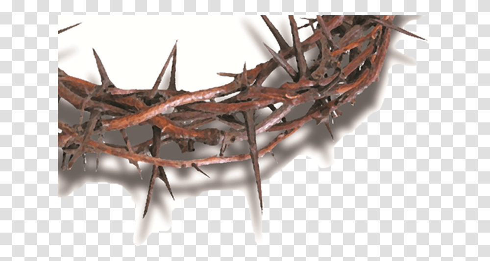 Church Crown Of Thornes, Wasp, Bee, Insect, Invertebrate Transparent Png