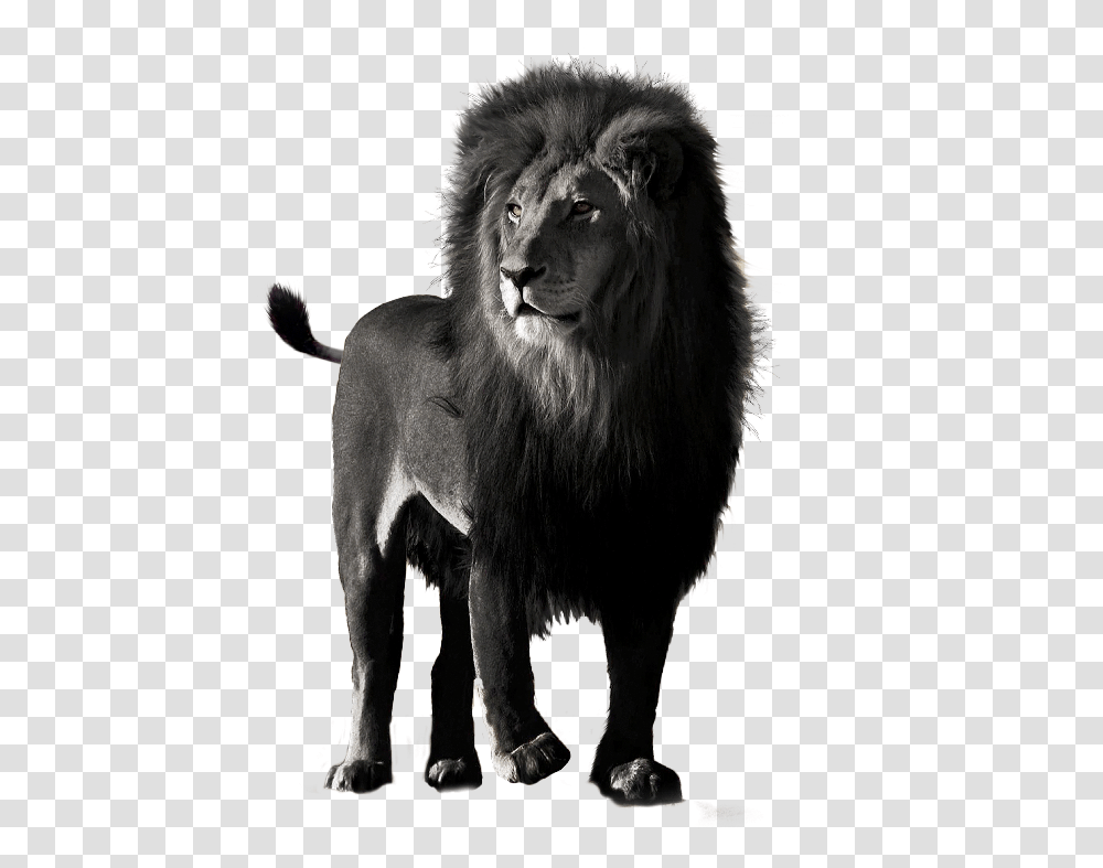 Chyornij Lev Foto, Lion, Wildlife, Mammal, Animal Transparent Png
