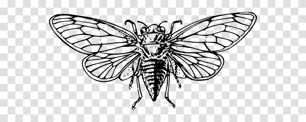 Cicada Animals, Gray, World Of Warcraft Transparent Png