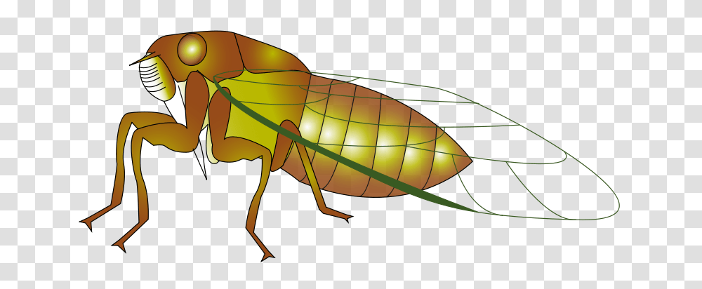Cicada Clipart, Insect, Invertebrate, Animal, Grasshopper Transparent Png