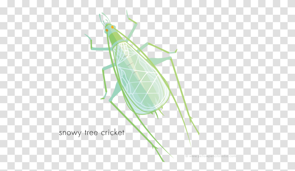 Cicada, Insect, Invertebrate, Animal, Bow Transparent Png