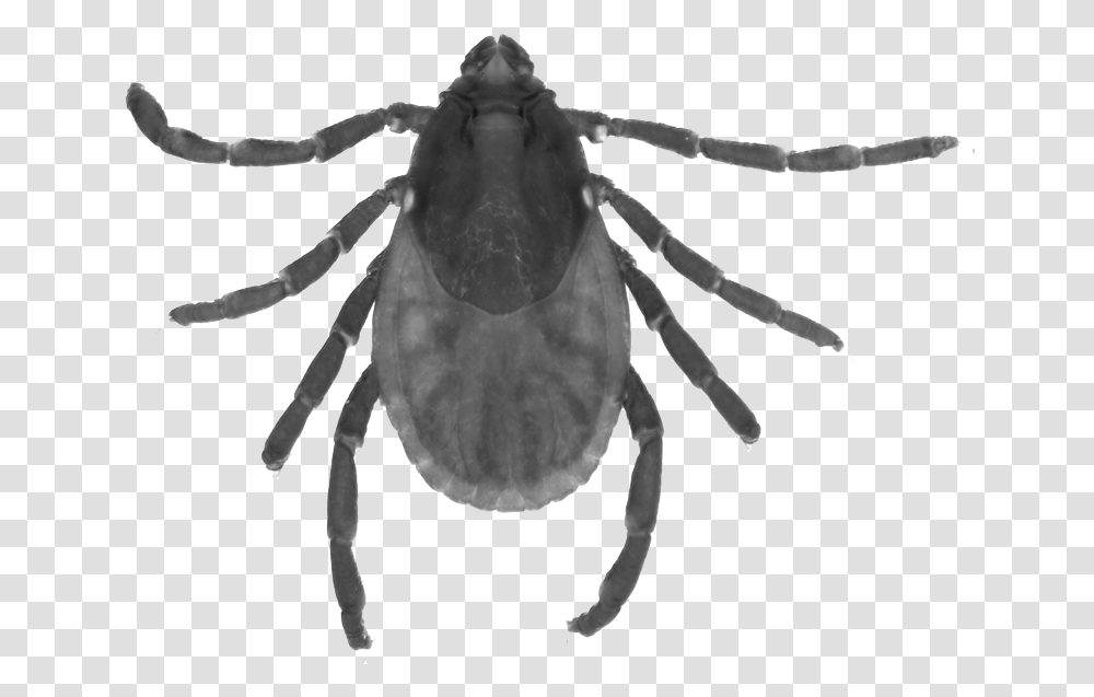 Cicada, Tick, Person, Human Transparent Png
