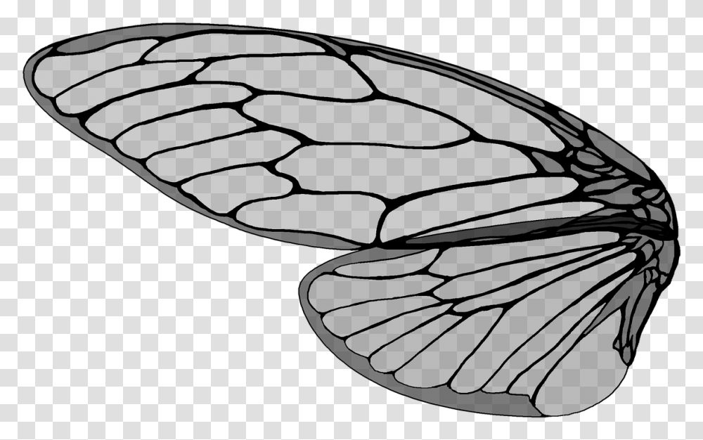Cicadalarge Brown Cicadacicada S Pictures Free Photos Cicada Wings Vector, Animal, Sea Life, Tortoise, Turtle Transparent Png
