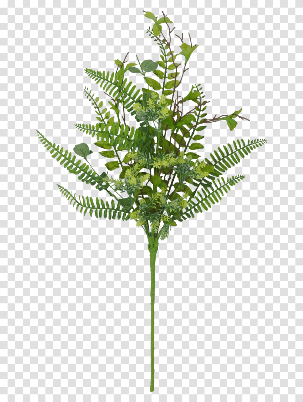 Cicely, Plant, Cross, Leaf, Green Transparent Png