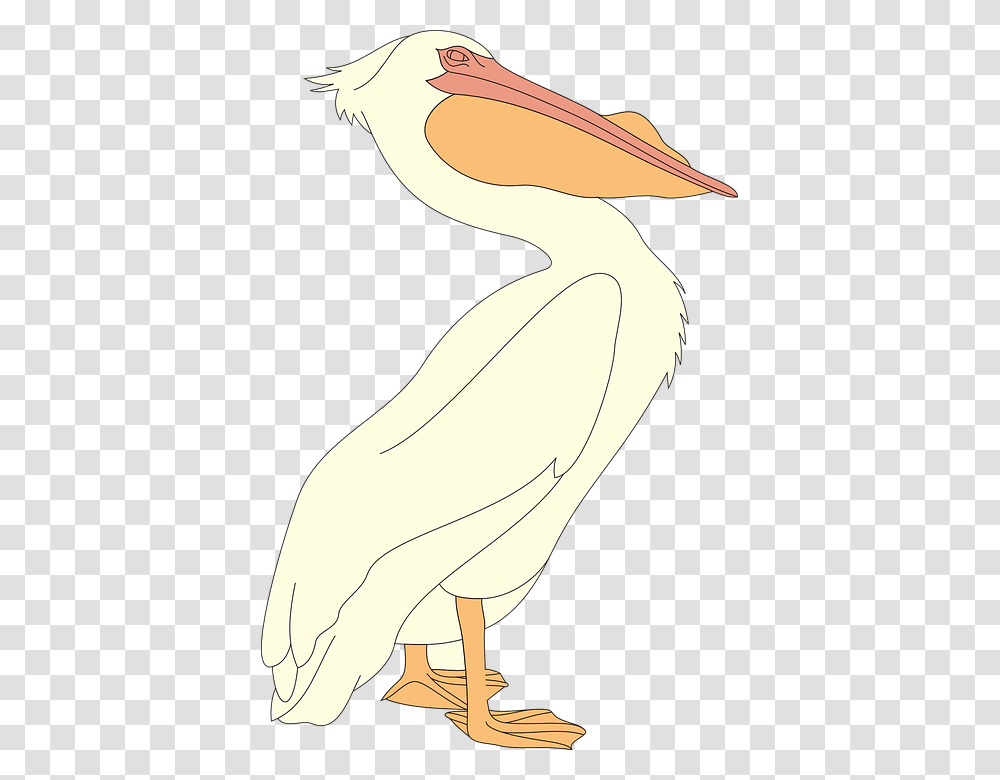 Ciconiiformes, Animal, Bird, Pelican Transparent Png