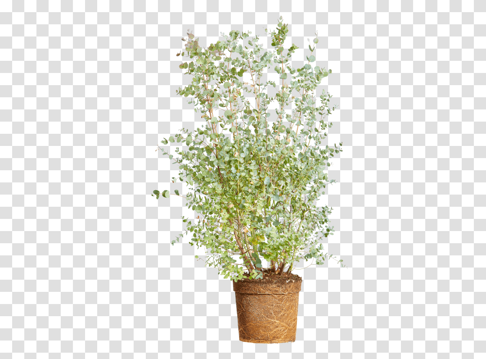 Cider Gum Flowerpot, Plant, Tree, Floral Design, Pattern Transparent Png