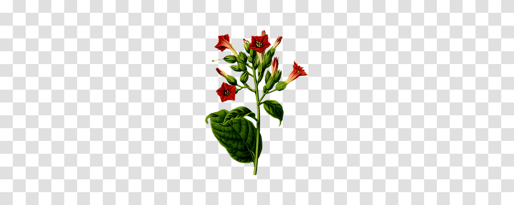 Cigar Nature, Plant, Flower, Blossom Transparent Png