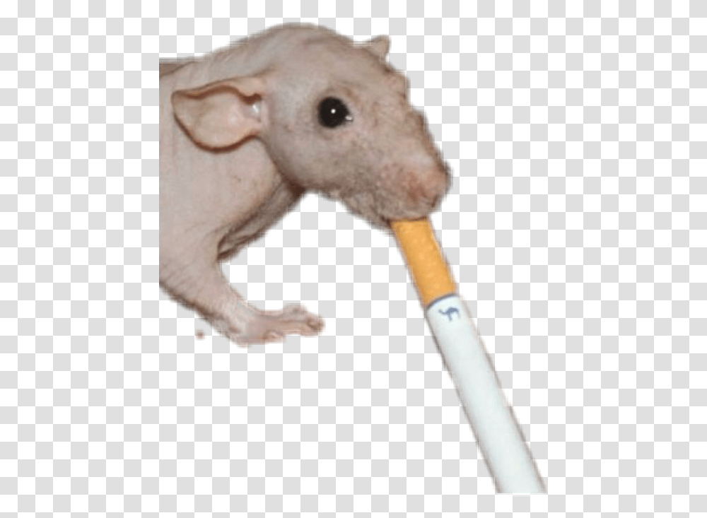 Cigarette Mouse Rat Smoking Grunge Idontknow Punk Cance Rat, Mammal, Animal, Wildlife, Smoke Transparent Png