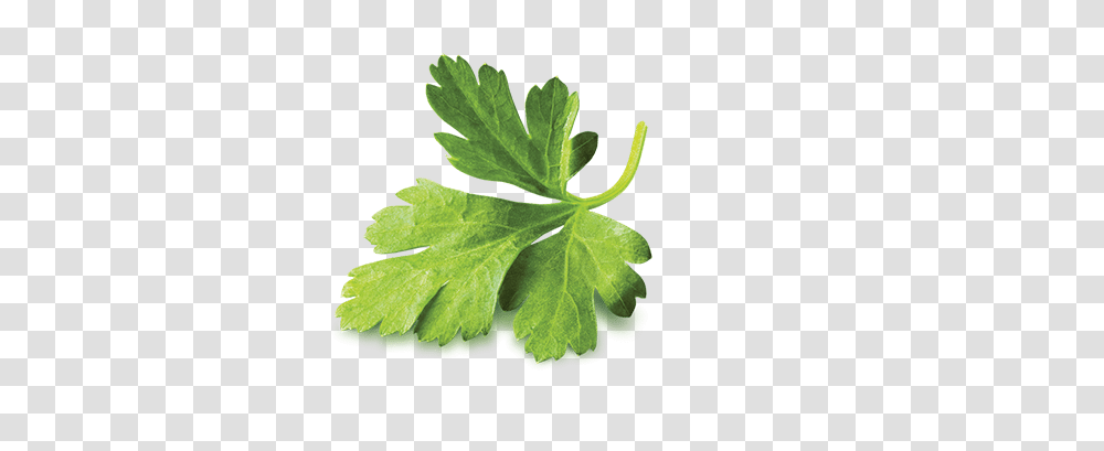 Cilantro Botanica Parsley, Vase, Jar, Pottery, Plant Transparent Png