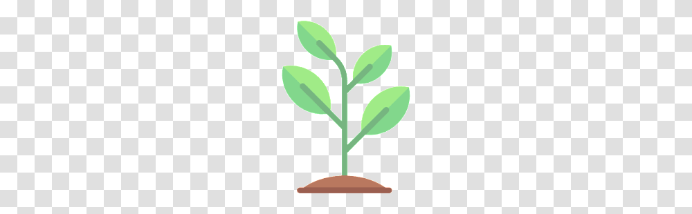 Cilantro, Green, Plant, Leaf, Flower Transparent Png