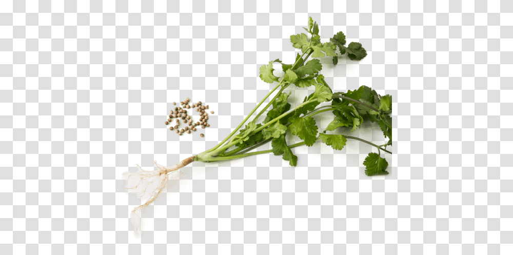 Cilantro Is More Than Just Leaves Food, Plant, Leaf, Produce, Vegetable Transparent Png