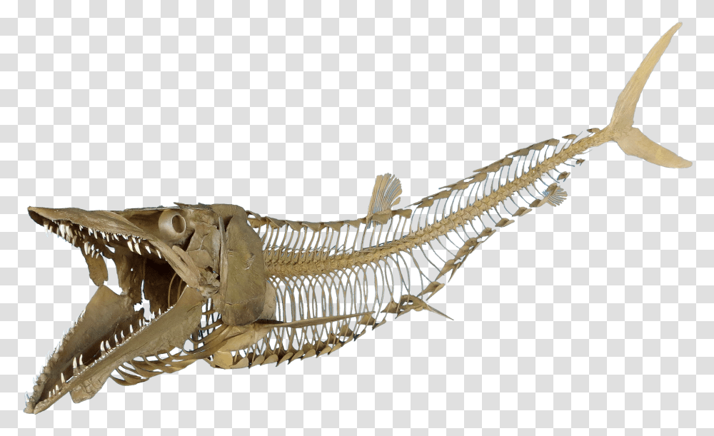 Cimolichthys Sign Cimolichthys Skeleton Fish Skeleton, Lizard, Reptile, Animal, Fossil Transparent Png