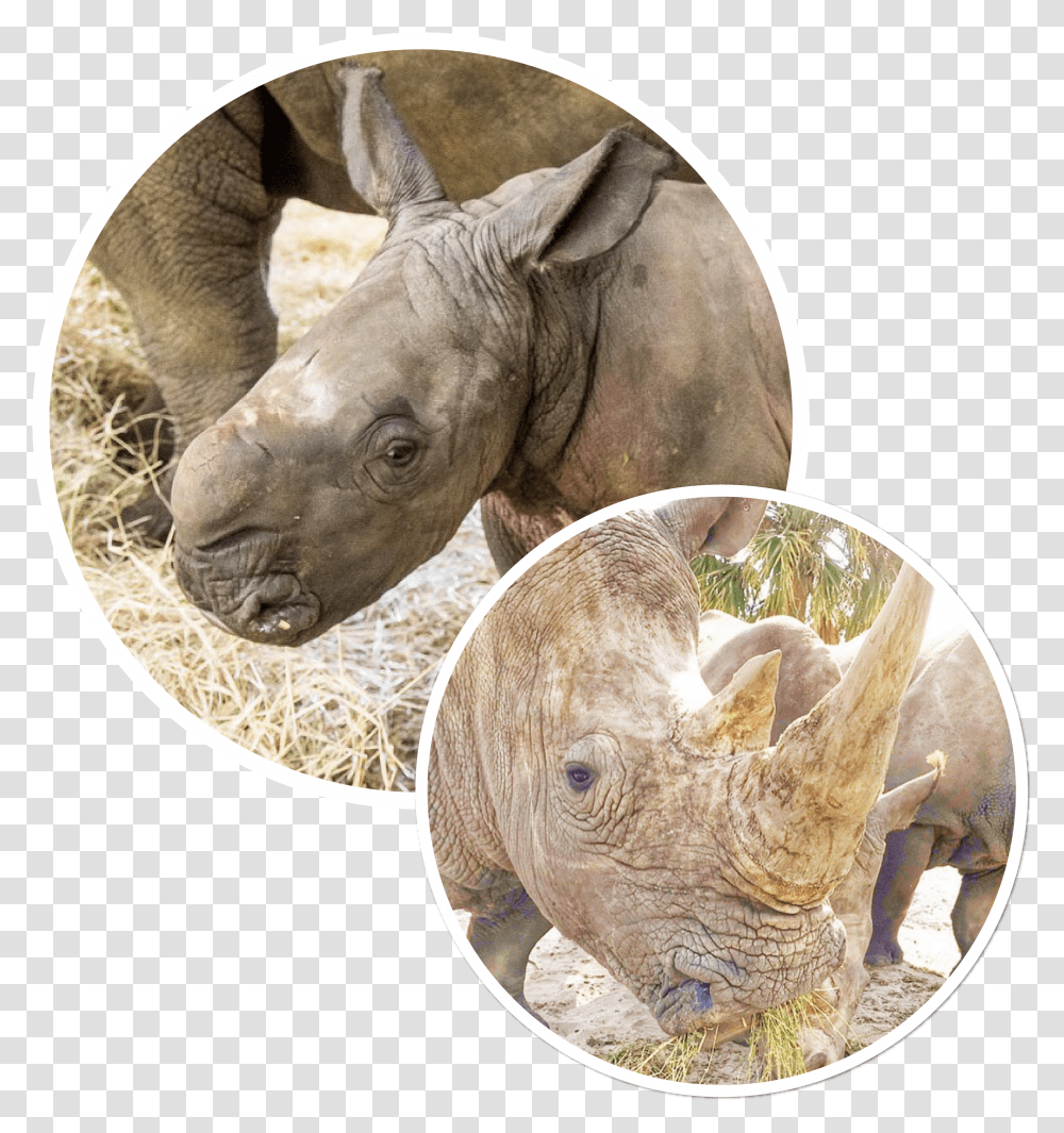 Cinco De Rhino Black Rhinoceros, Wildlife, Mammal, Animal Transparent Png