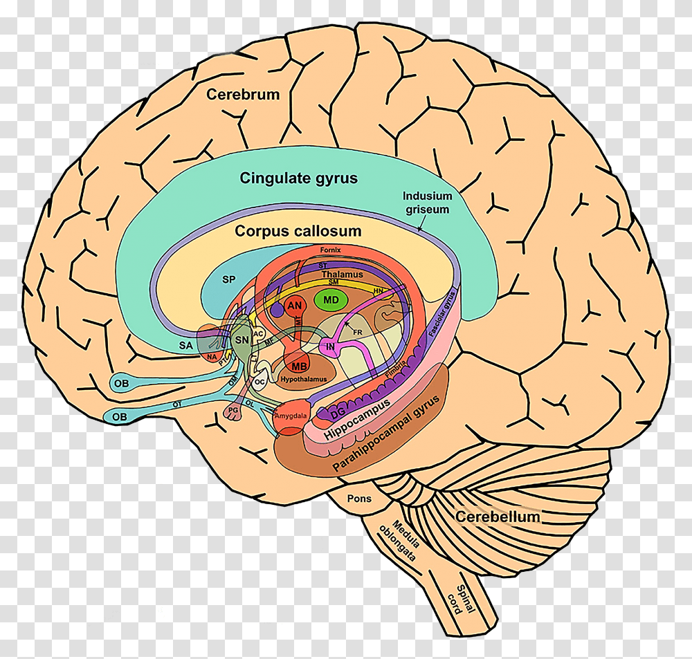 Cingulate Gyrus Of Brain, Sphere, Food, Spiral, Cabbage Transparent Png