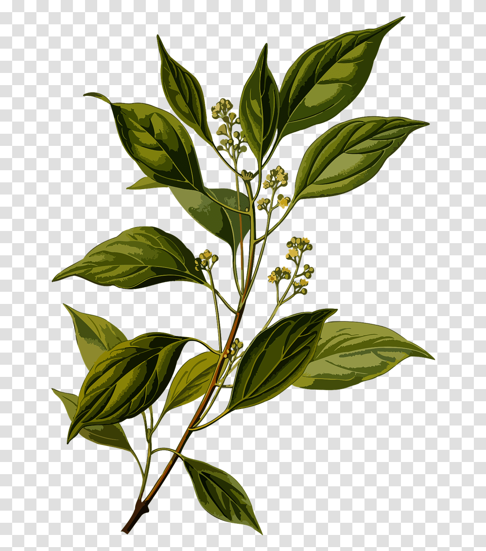 Cinnamomum Camphora Botanical Illustration, Plant, Leaf, Green, Flower Transparent Png
