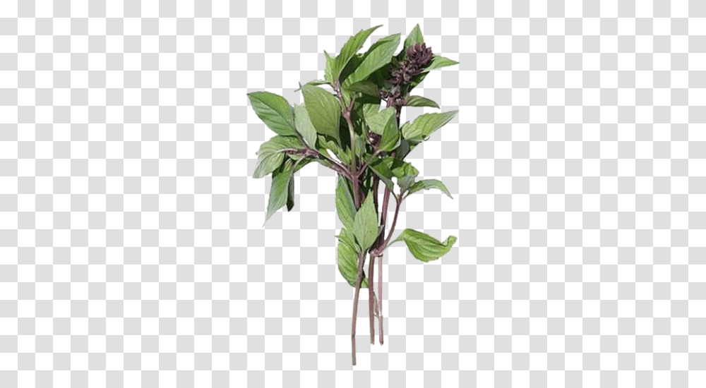 Cinnamon Basil Basilico E Cannella, Plant, Leaf, Flower, Potted Plant Transparent Png