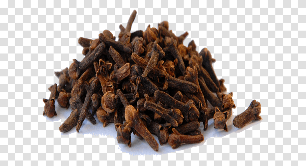Cinnamon Vector Clove Cloves Hd Background, Plant, Spice, Tobacco, Fungus Transparent Png