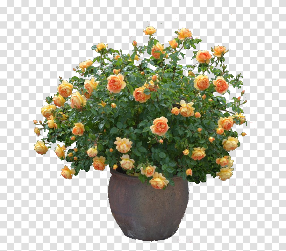 Cinquefoil Images Pat Austin Rose, Plant, Flower, Art, Vase Transparent Png