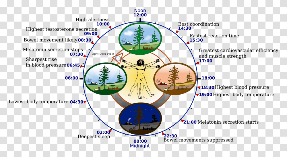 Circadian Rhythm, Astronomy, Outer Space, Universe, Diagram Transparent Png