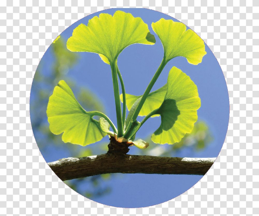 Circel Ginkgo Biloba Ginkgo Biloba Living Fossil, Leaf, Plant, Flower, Sprout Transparent Png
