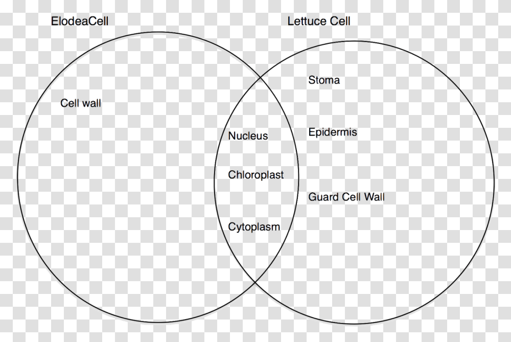 Circle, Astronomy, Diagram, Nature, Outdoors Transparent Png