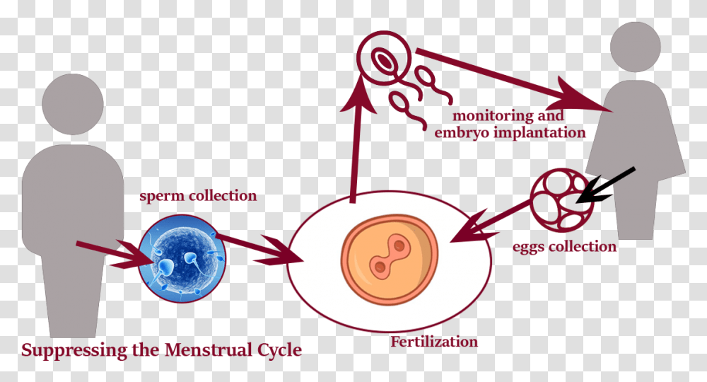 Circle, Diagram, Animal, Invertebrate Transparent Png