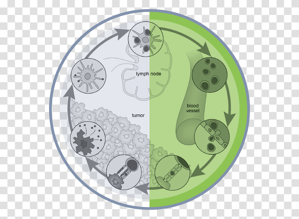 Circle, Diagram, Plot, Neighborhood, Urban Transparent Png