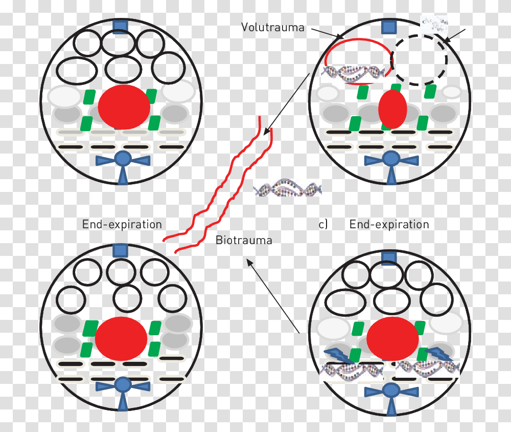 Circle, Diagram, Plot, Network, Sphere Transparent Png